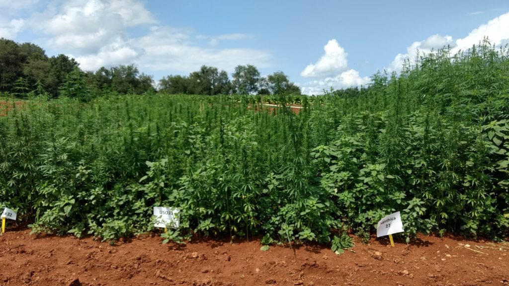 US031 and Santhica 27 hemp varieties