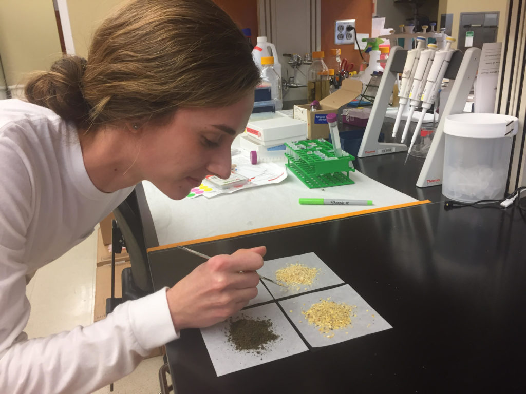 woman prepping feed samples for analysis