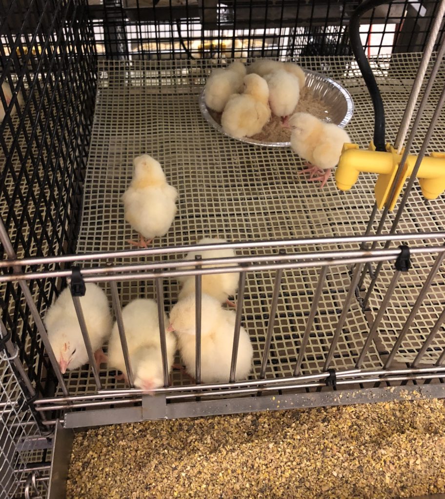several chicks being fed
