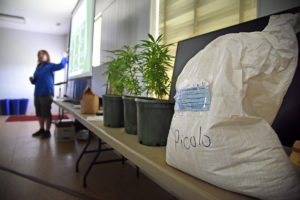 Image of hemp plants and seed