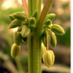 Image of male hemp plant
