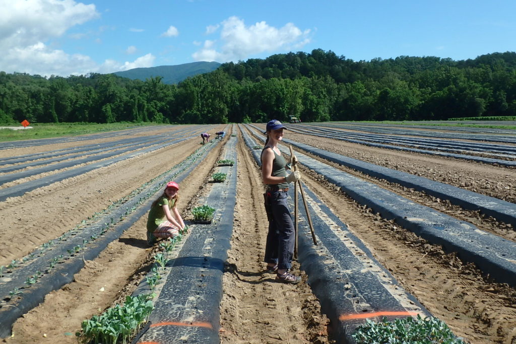 Planting broccoli in an on-farm trial