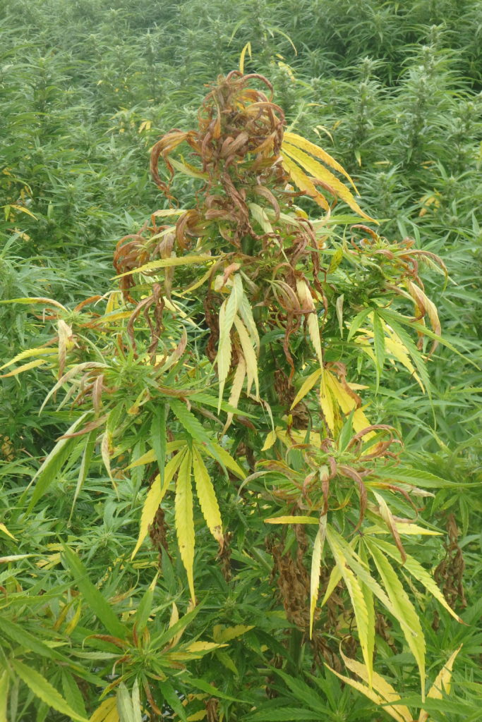 diseased hemp plant