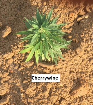 Image of cherrywine