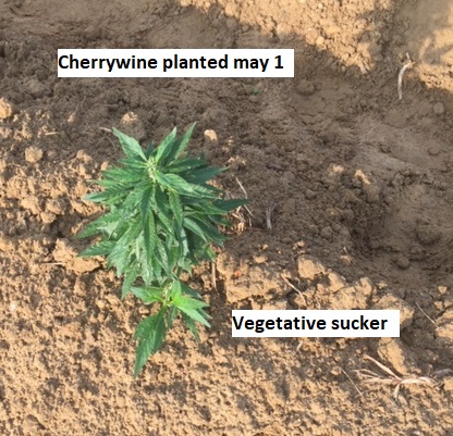 Image of cherrywine and vegetative sucker