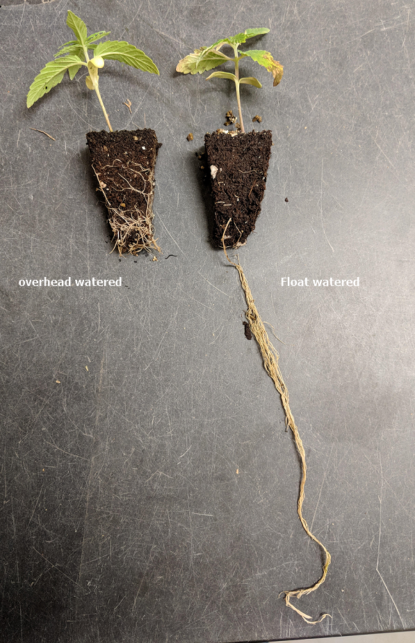 Good root development on overhead watered seedling versus poor root development on float watered seedling.