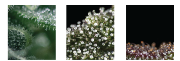 Image of trichomes