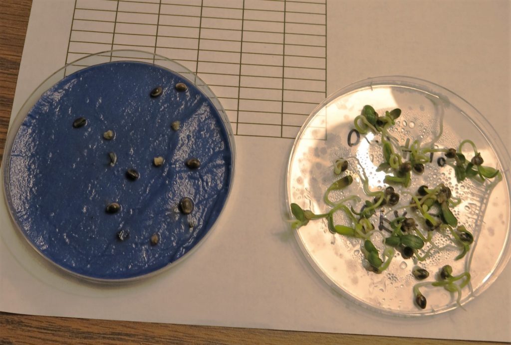 hemp seed in petri dishes; ungerminated and germinated
