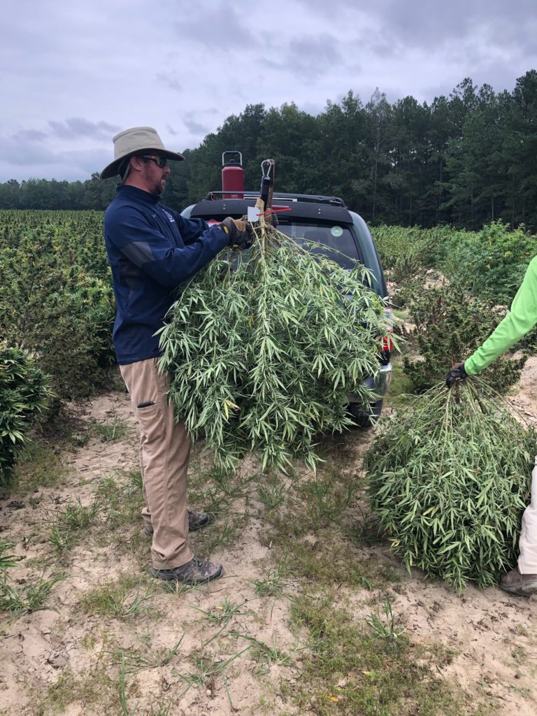 Research Technician Jonathan Moore weighing hemp in Johnston County NC.